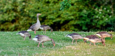 Güneşli bir öğleden sonra çayırda Greylag.