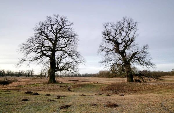 Landskap Parken Gamla Träd — Stockfoto