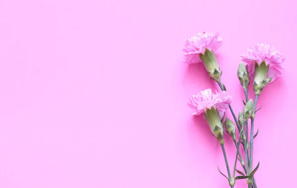 Růžové Karafiáty Růžovém Pozadí — Stock fotografie