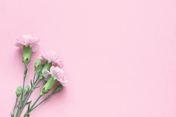 粉色背景的粉红康乃馨 — 图库照片