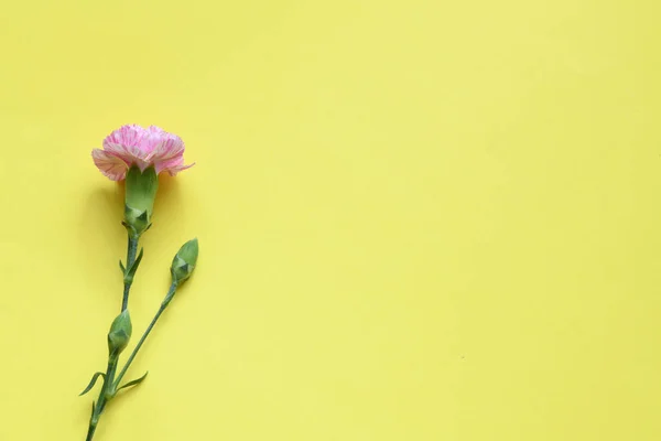 Różowe Goździki Żółtym Tle — Zdjęcie stockowe