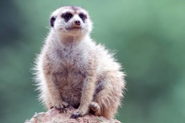 meerkat (suricata suricatta) hayvanat bahçesinde. 