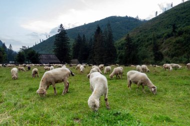 Güneşli bir günde Tatras 'taki dağ manzarası