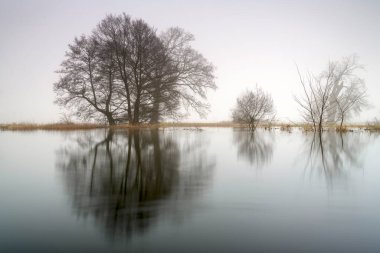 Parkın manzarası. Eski ağaçlar.