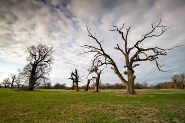 Parkın manzarası. Eski ağaçlar.