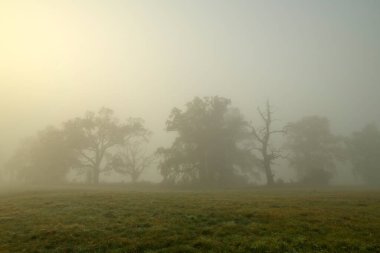 Parktaki ağaçların arasında sisli bir sabah