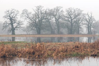 Parkın manzarası. Eski ağaçlar.