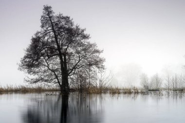 Parkın manzarası. Eski ağaçlar.