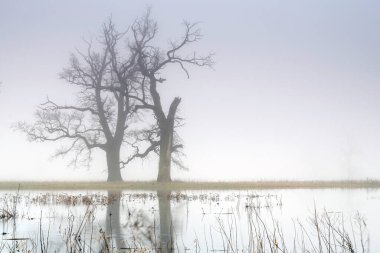 Yaşlı ağaçların arasında puslu bir sabah.