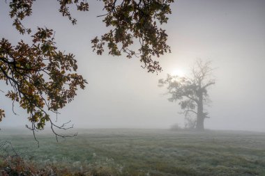 Yaşlı ağaçların arasında puslu bir sabah.