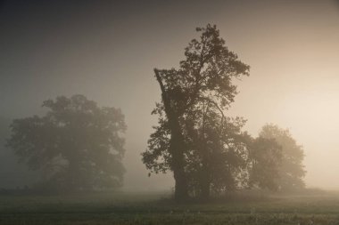 Parkın manzarası. Eski ağaçlar.