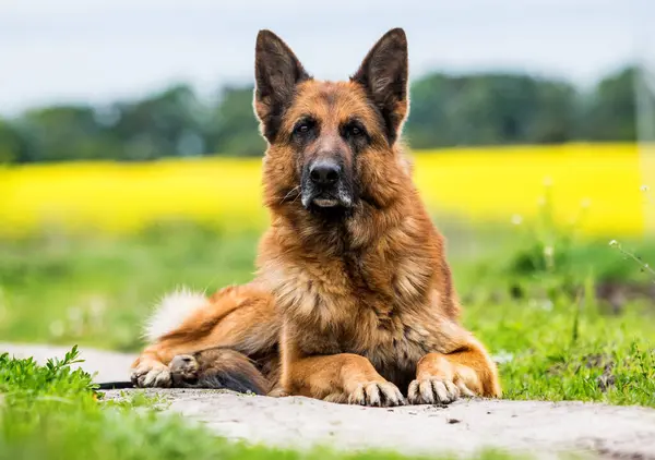 Tysk Herde Hund Ett Fält Royaltyfria Stockbilder