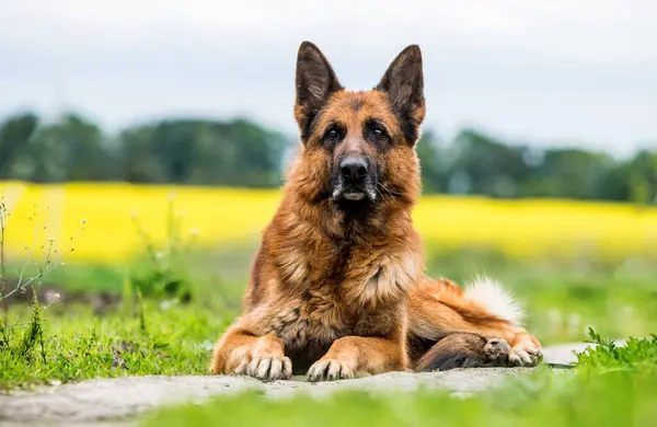 Tysk Herde Hund Ett Fält Royaltyfria Stockbilder