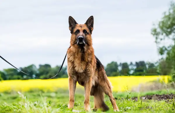 Tyska Shepherd Hund Ett Fält För Promenad Stockfoto