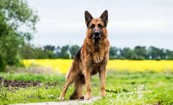 Tyska Shepherd Hund Ett Fält För Promenad Stockfoto