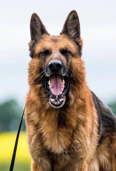 Tyska Shepherd Hund Gäspar Med Öppen Mun Stockbild