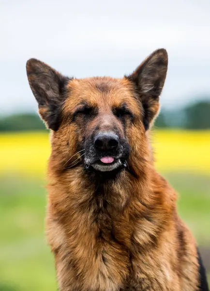 Duitse Herder Hond Glimlacht Toont Tong Stockafbeelding