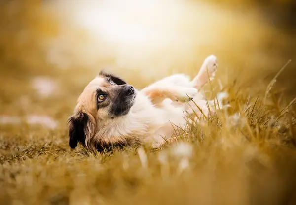 Beige Hund Ligger Rygg Gräset Och Värmer Magen Solen Stockbild