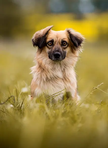 Cute Beige Dog Sitting Grass Ліцензійні Стокові Фото