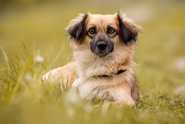 Beige Dog Sitting Grass Ліцензійні Стокові Зображення