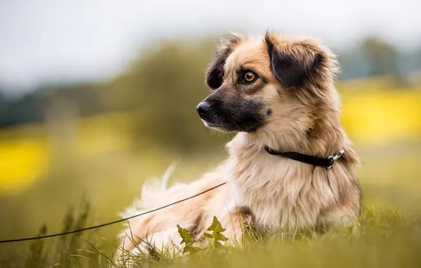 Beige Hond Zit Het Gras Kijkt Naar Zijkant Stockfoto