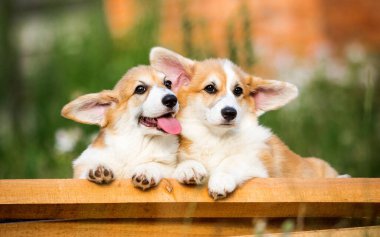 İki kırmızı Galli Corgi yavrusu birlikte