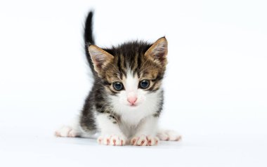Beyaz arka plana bakan sevimli kedi yavrusu.