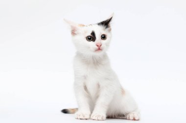 Kedi yavrusu beyaz arka planda kulaklarını indirdi.