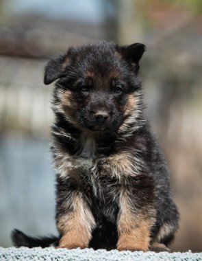 Küçük Alman çoban köpeği.