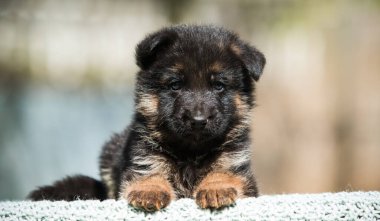 Küçük Alman çoban köpeği.