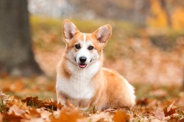 Sonbahar yapraklarında kırmızı corgi sosisi