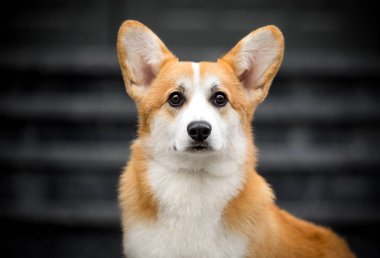 Bir köpek portresi Welsh corgi pembroke