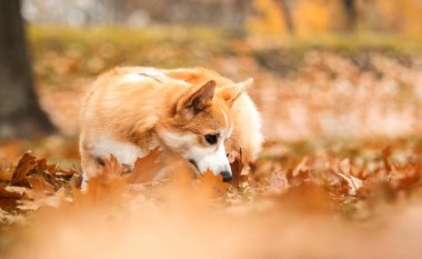 Sonbahar yapraklarını koklayan kırmızı Corgi köpeği.