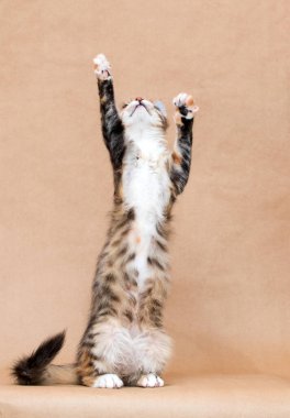 Stüdyoda arka ayakları üzerinde duran tekir kedi.