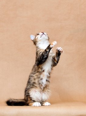 Stüdyoda arka ayakları üzerinde duran tekir kedi.