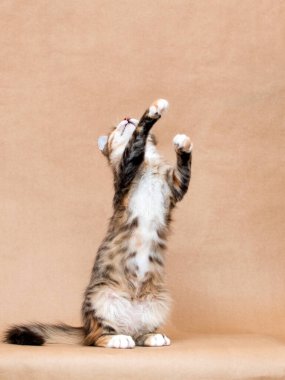 Stüdyoda arka ayakları üzerinde duran tekir kedi.
