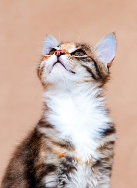 Ağızlıklı parlak kedi yukarı bakıyor.