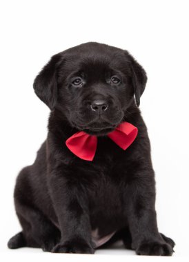 Labrador köpeği kırmızı kravatlı beyaz arka planda oturuyor