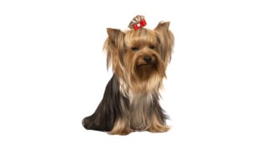 Beyaz arkaplanda Yorkshire Teriyeri