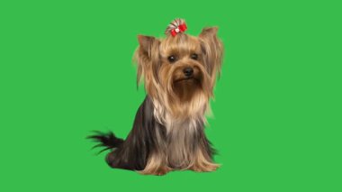 Yorkshire Teriyeri yeşil ekranda