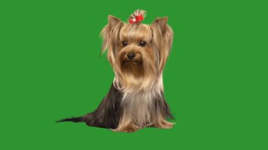 Yorkshire Teriyeri yeşil ekranda