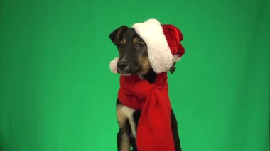 Yeşil ekranda noel kıyafetli komik köpek.