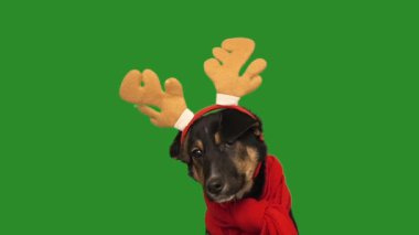 Yeşil ekranda noel kıyafetli komik köpek.