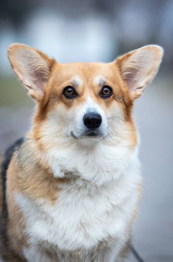anlamlı yüz Galli Corgi Pembroke üç renkli