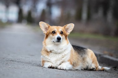 Pembroke Galli Corgi köpeği yolda yatıyor