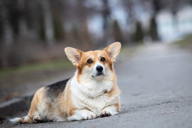 Pembroke Galli Corgi köpeği dışarıda yatıyor.