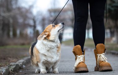 dog looks at owner on leash on walk, Pembroke Welsh Corgi breed clipart