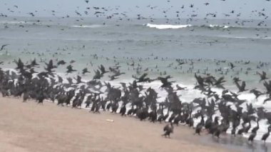 Karabatak kolonisi, ağır çekim.