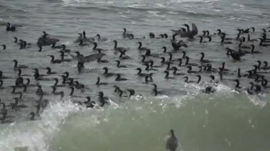 Karabatak kolonisi, ağır çekim.