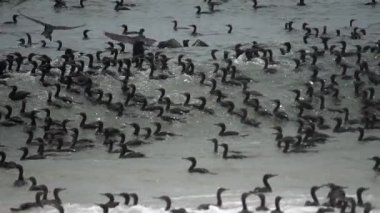 Deniz kuşu kolonisi, yavaş çekim.